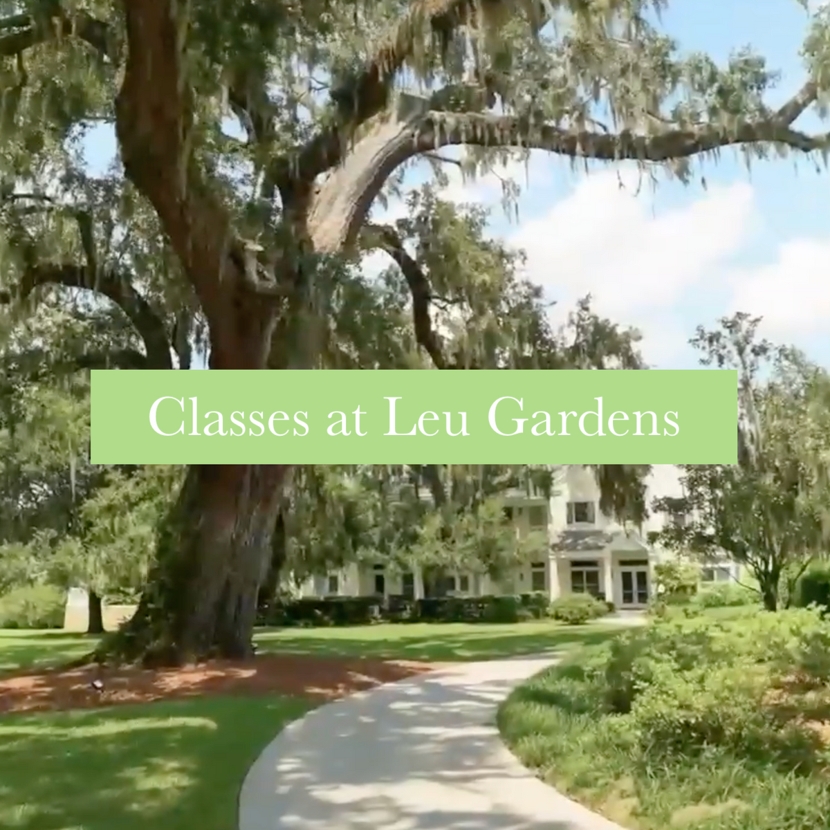 A scenic outdoor view of a large tree with Spanish moss, a curved pathway, and a house in the background under a blue sky. A light green banner across the center reads 'Classes at Leu Gardens'.